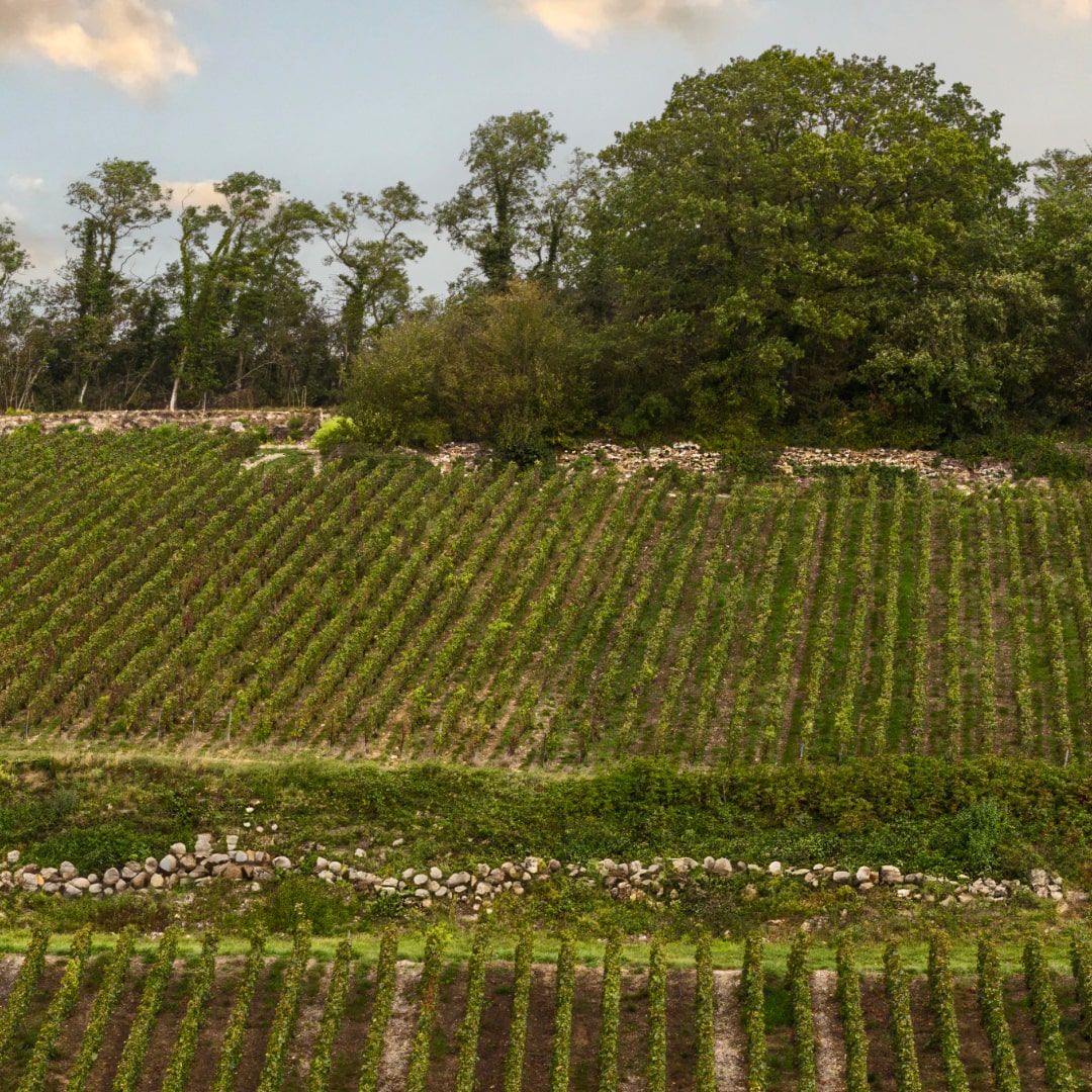 Le Clos des Graviers - Vignes
