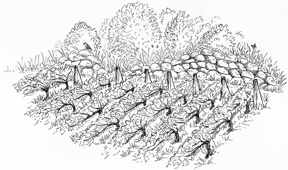 Croquis vignes Pierre Mignon